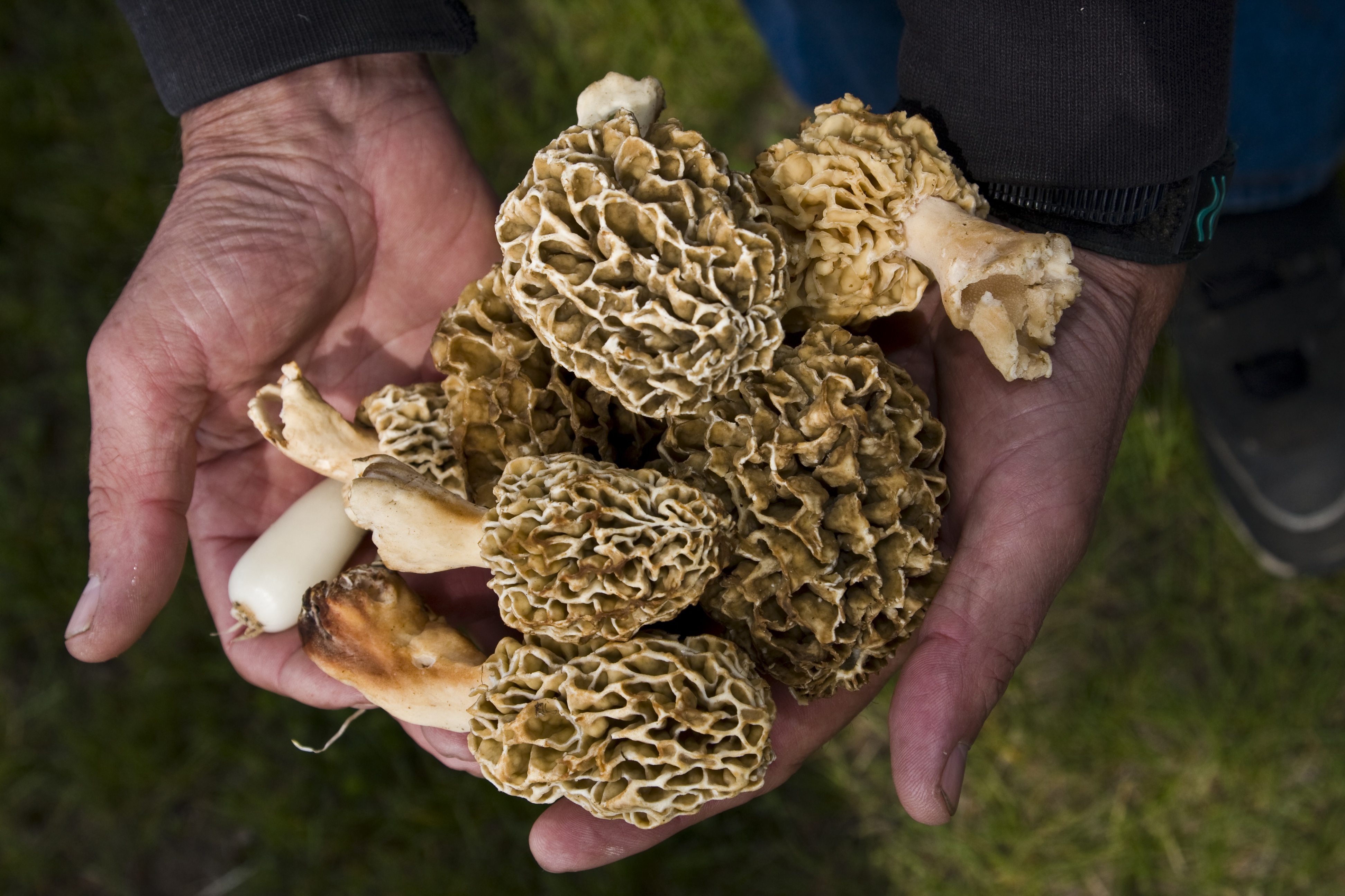 Annual Morel Mushroom Sightings Bring Avid Foragers and Nature